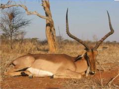 Rooibokkraal Safaris