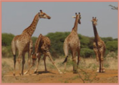 Kudu Hills Game Lodge