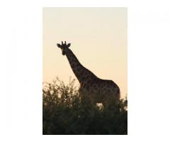 Witgat Safaris