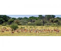 Kalahari Rangers