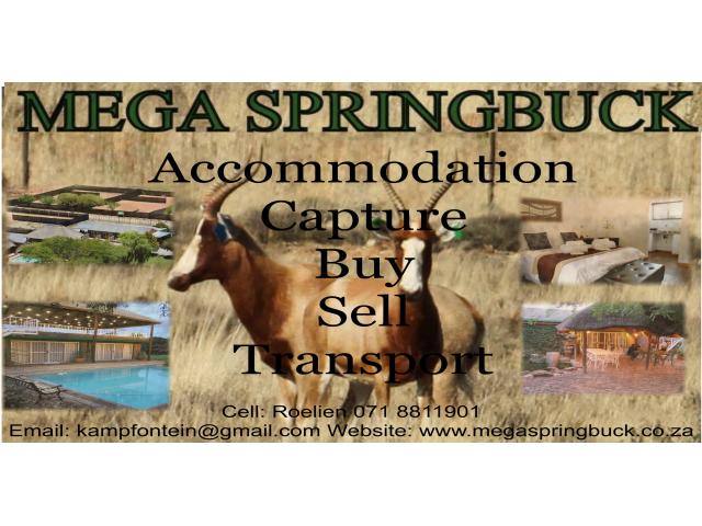 Mega Springbuck