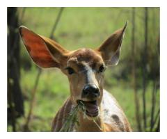 Thaba Emonate Game Farm