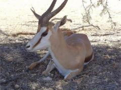 Kalahari Info & Tented Camp / Coffee Shop