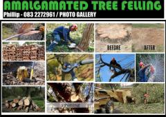 Amalgamated Tree Felling