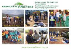 Ngwenya Forestry
