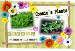 Connie`s Plants