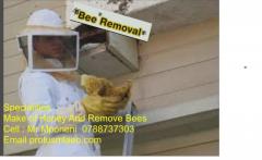 Protus Bee Removal